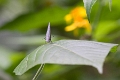 LYCAENIDAE_B, (Hairstreak)